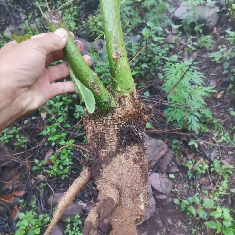 商陆