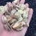 甘草原片1.2至1.5片货源充足量大价优保质保量欢迎联系