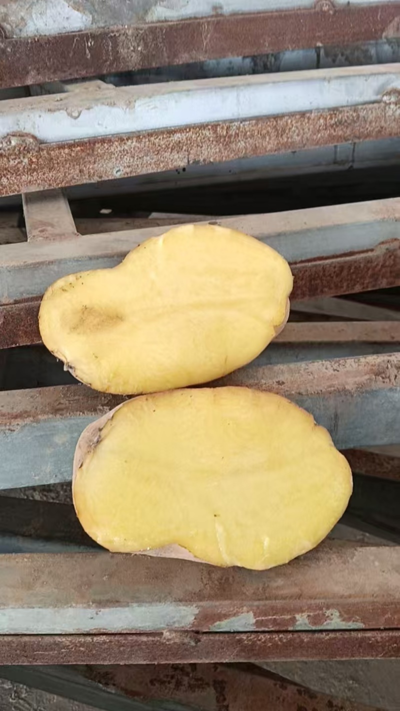 希森6号，黄皮黄心，货源稳定。