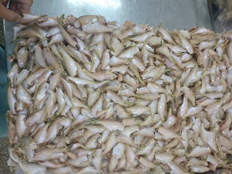 剥皮鱼