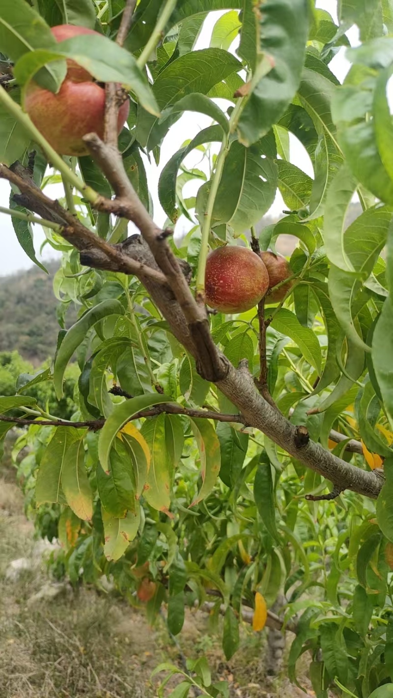 珍珠枣蜜桃