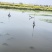 【一手货源】湖北小龙虾/规格齐全/现捞现发/视频看货