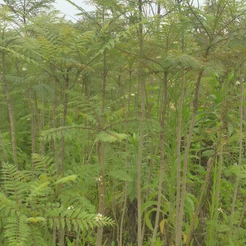 蓝花楹园林绿化苗庭院绿植蓝花楹绿化苗产地直发
