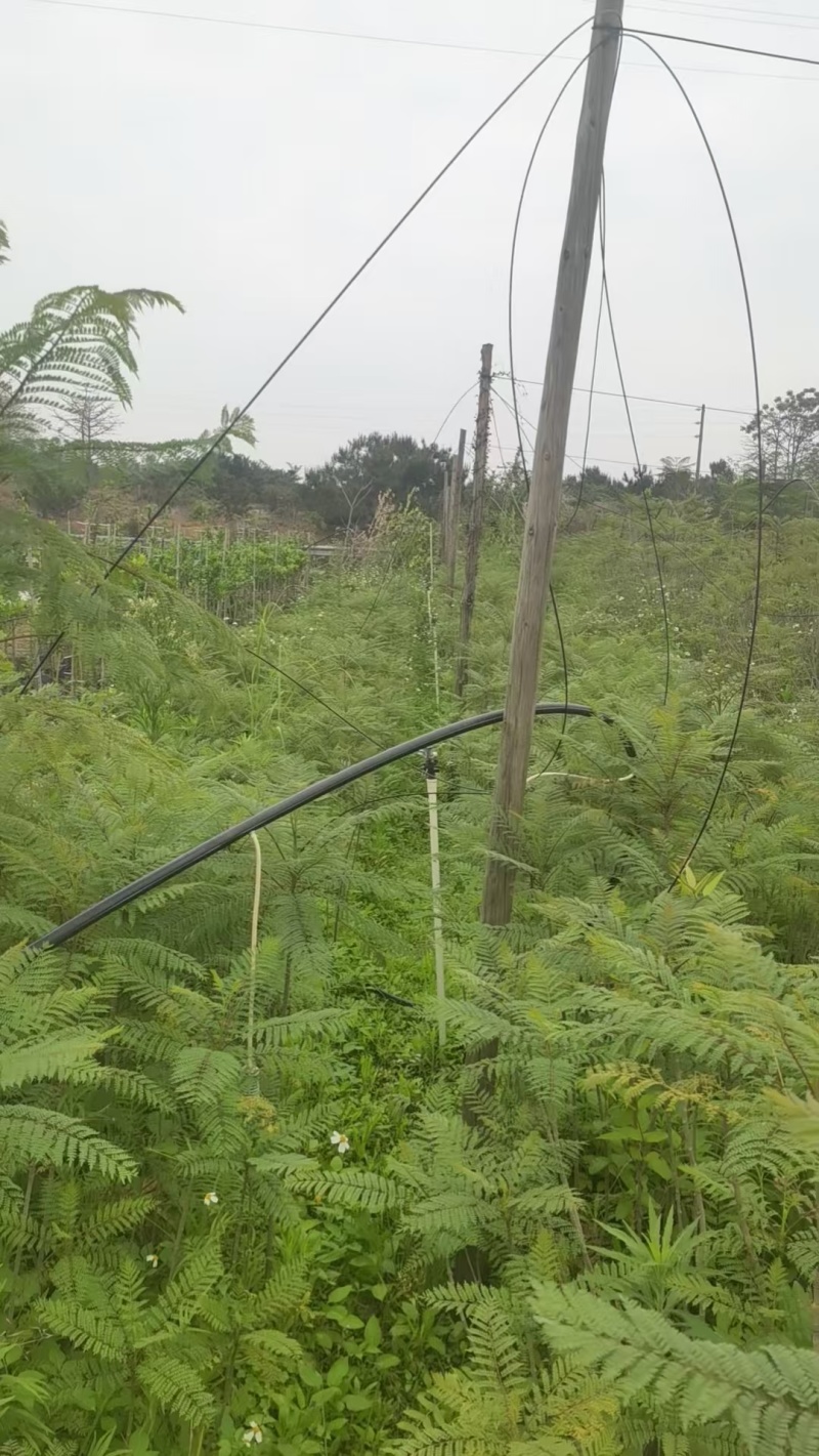 蓝花楹园林绿化苗庭院绿植蓝花楹绿化苗产地直发