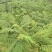 蓝花楹园林绿化苗庭院绿植蓝花楹绿化苗产地直发
