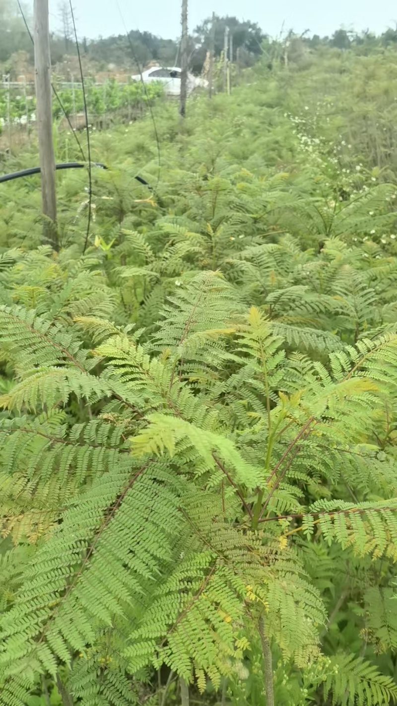 蓝花楹园林绿化苗庭院绿植蓝花楹绿化苗产地直发