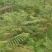 蓝花楹园林绿化苗庭院绿植蓝花楹绿化苗产地直发