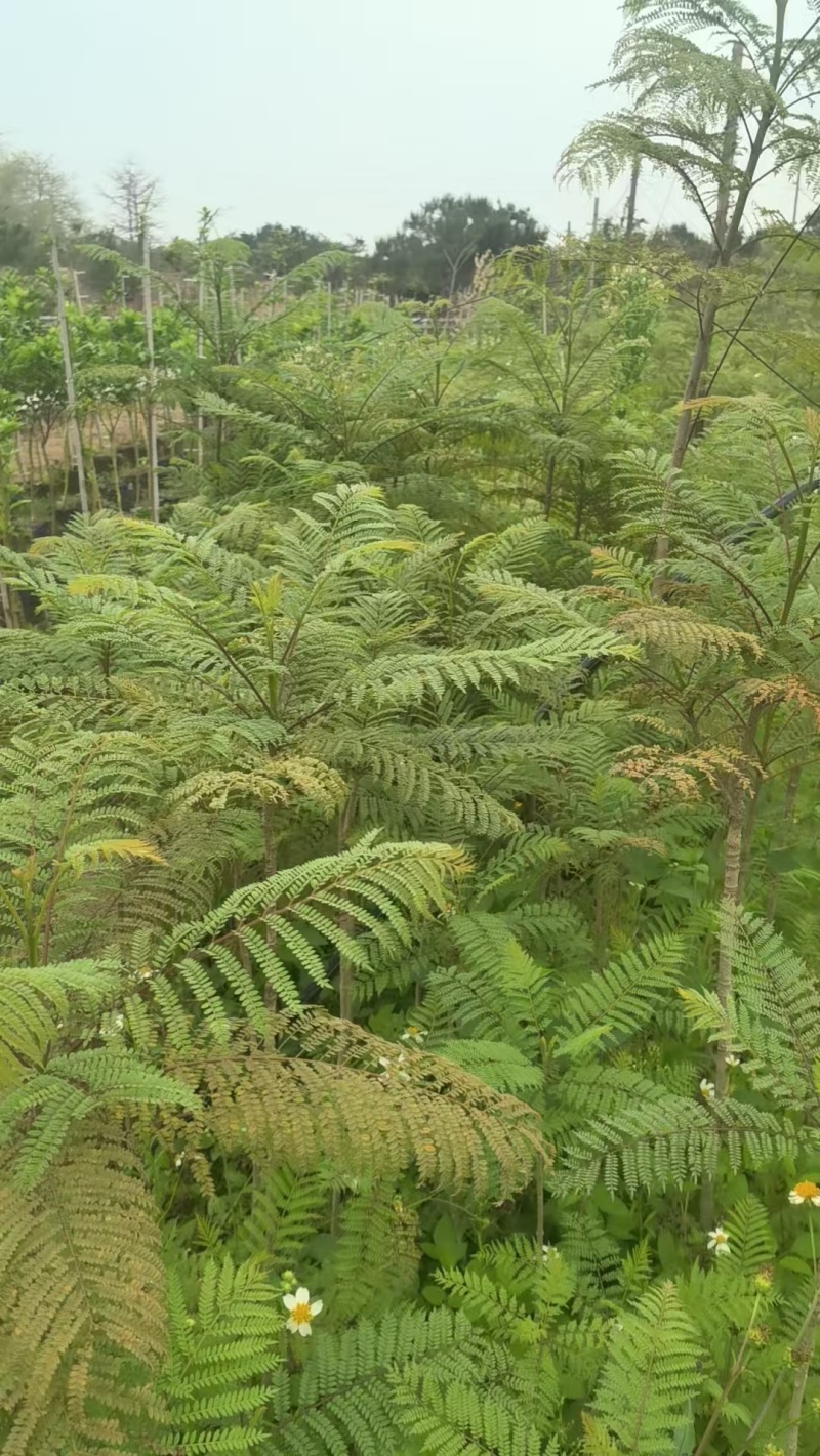 蓝花楹园林绿化苗庭院绿植蓝花楹绿化苗产地直发