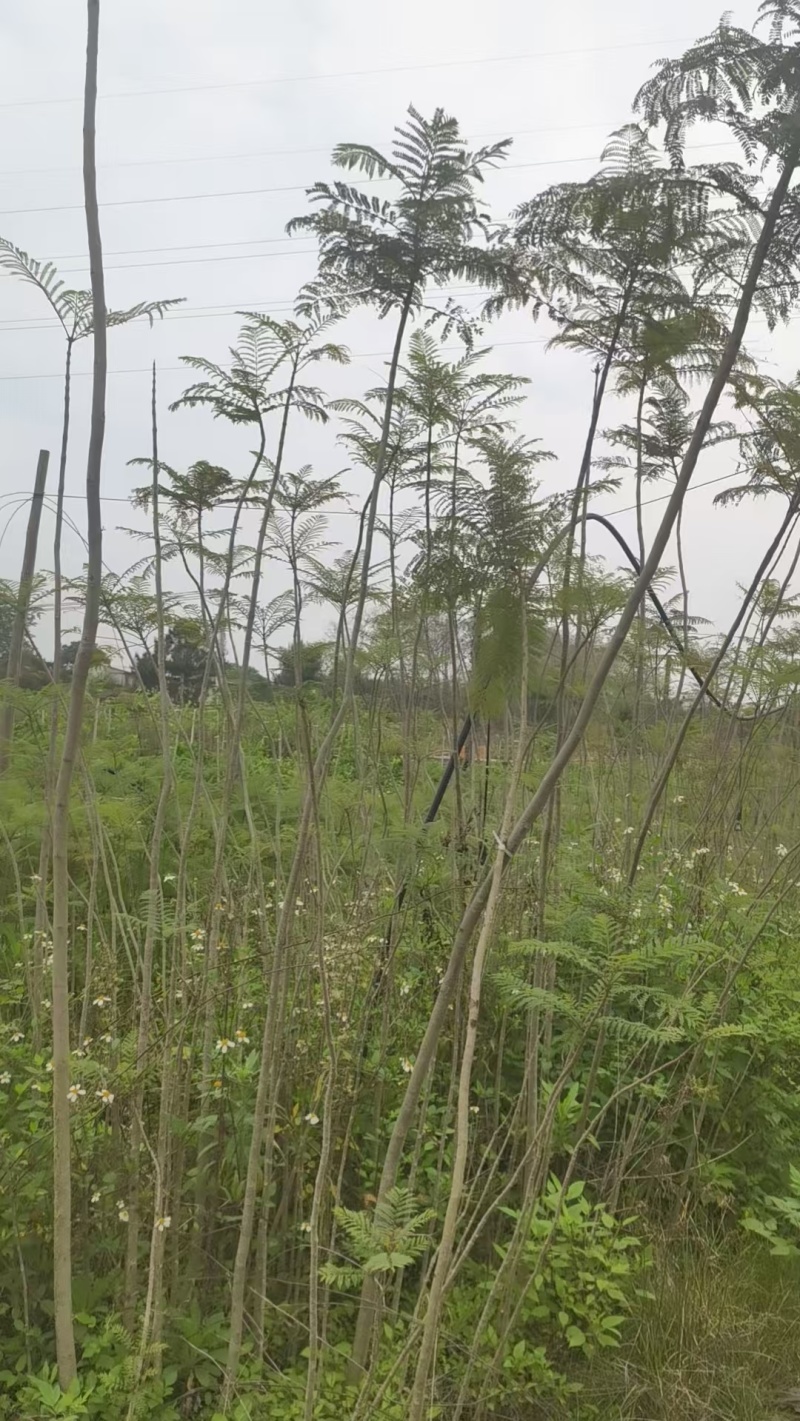 蓝花楹园林绿化苗庭院绿植蓝花楹绿化苗产地直发