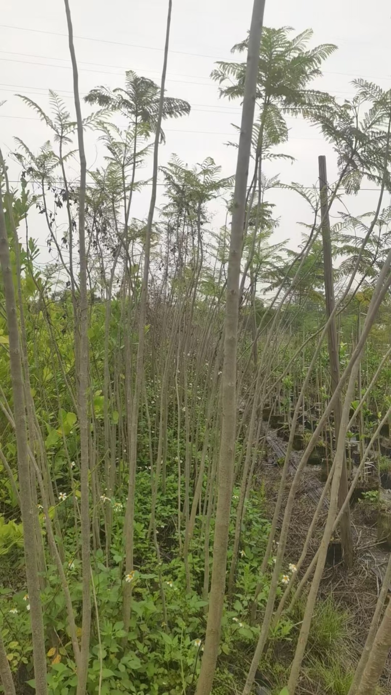 蓝花楹园林绿化苗庭院绿植蓝花楹绿化苗产地直发