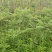 蓝花楹园林绿化苗庭院绿植蓝花楹绿化苗产地直发