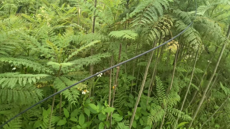 蓝花楹园林绿化苗庭院绿植蓝花楹绿化苗产地直发