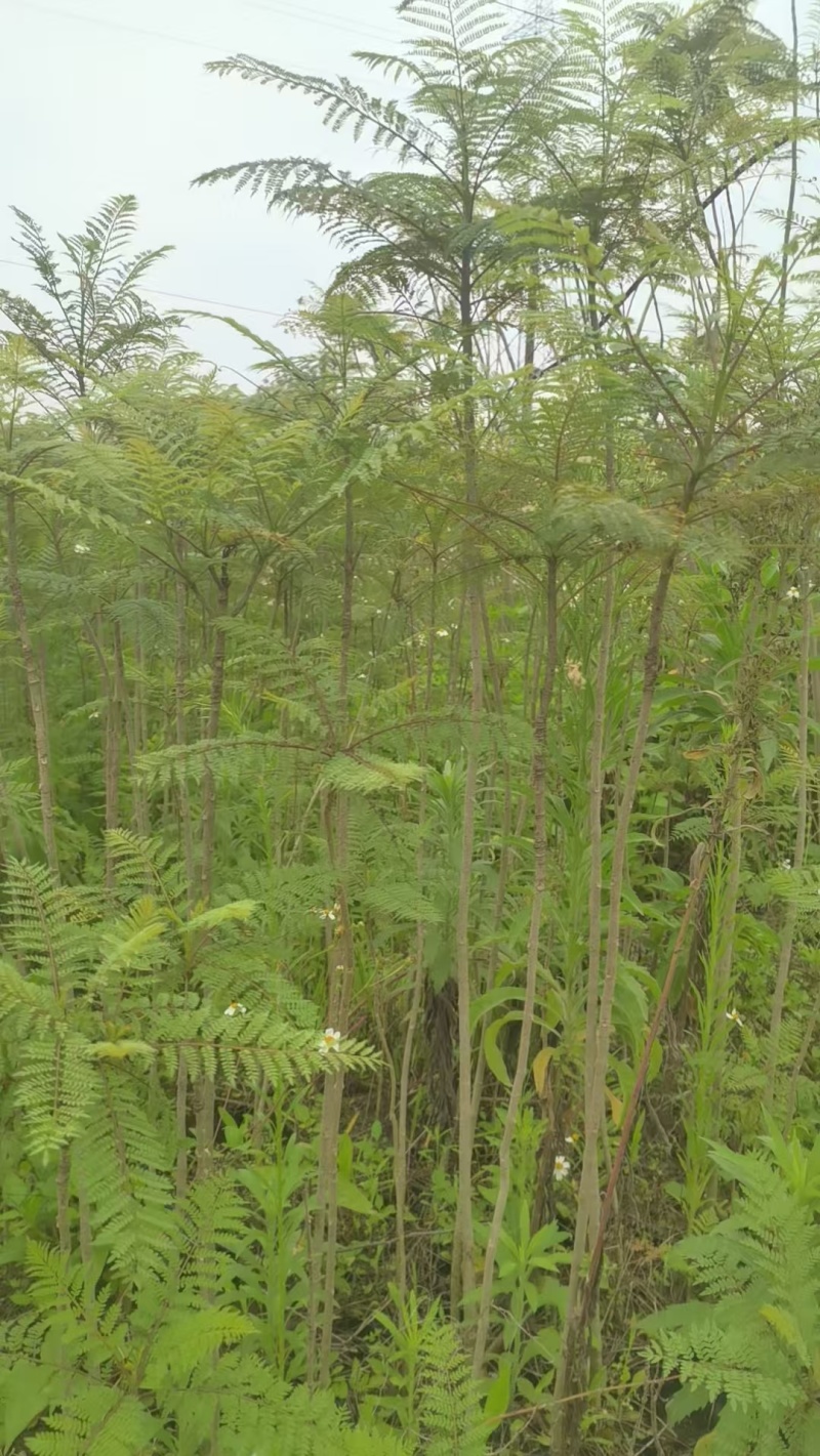 蓝花楹园林绿化苗庭院绿植蓝花楹绿化苗产地直发