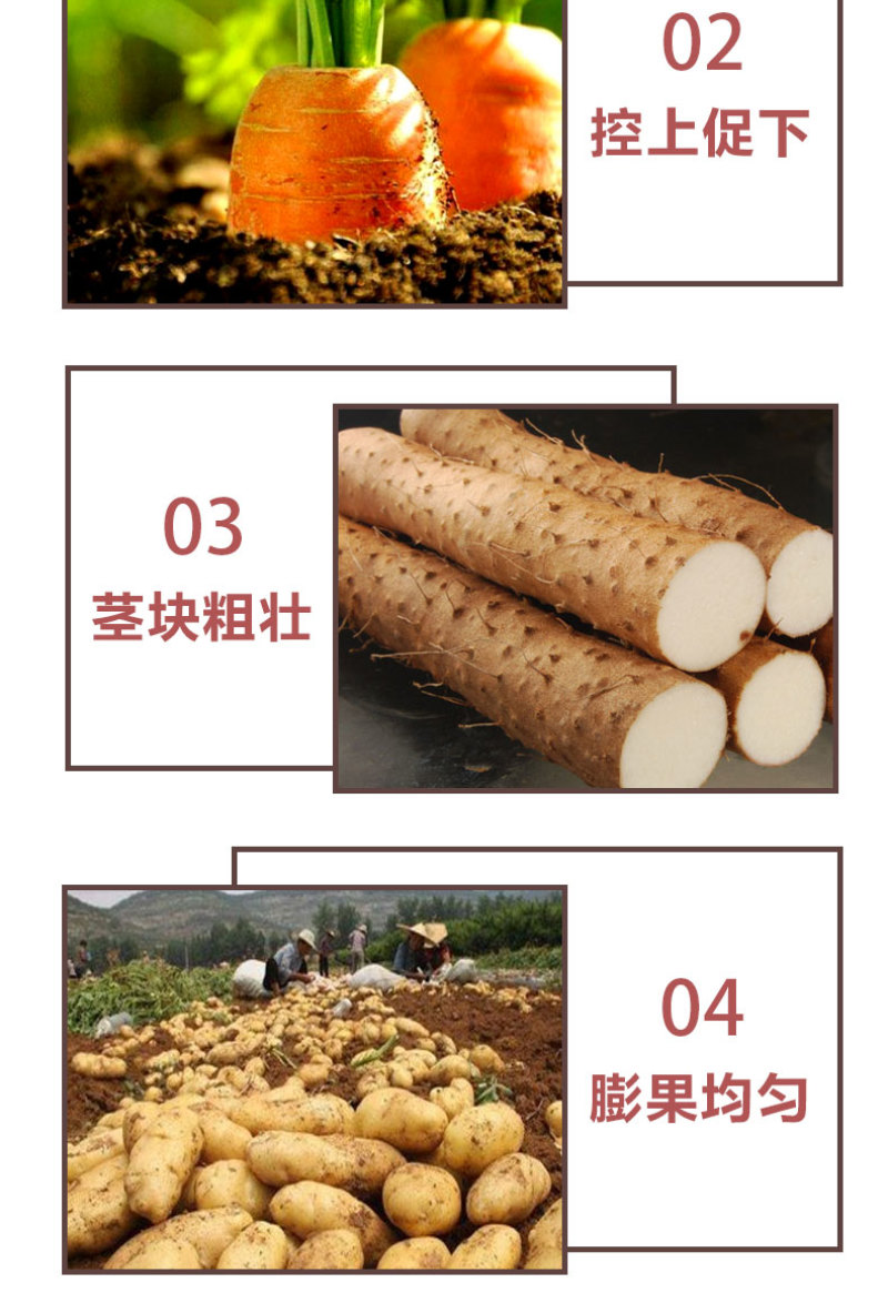 地下根茎膨大液含氨基酸水溶肥料红薯土豆地下作物肥料
