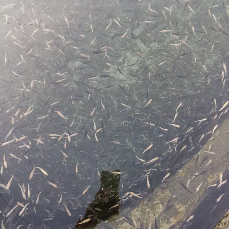 常年销售优质虹金鳟鱼苗，有需要的联系！