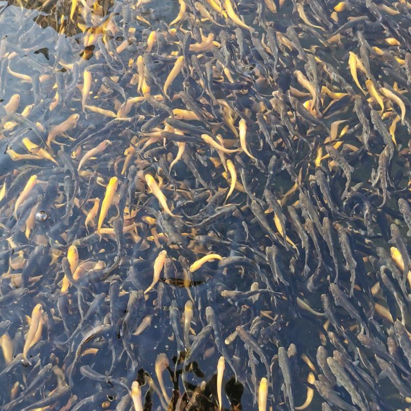常年销售优质虹金鳟鱼苗，有需要的联系！