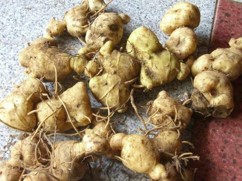 黄精~多年野生甜黄精鲜货-长期供应-鸡头黄精-多花黄精