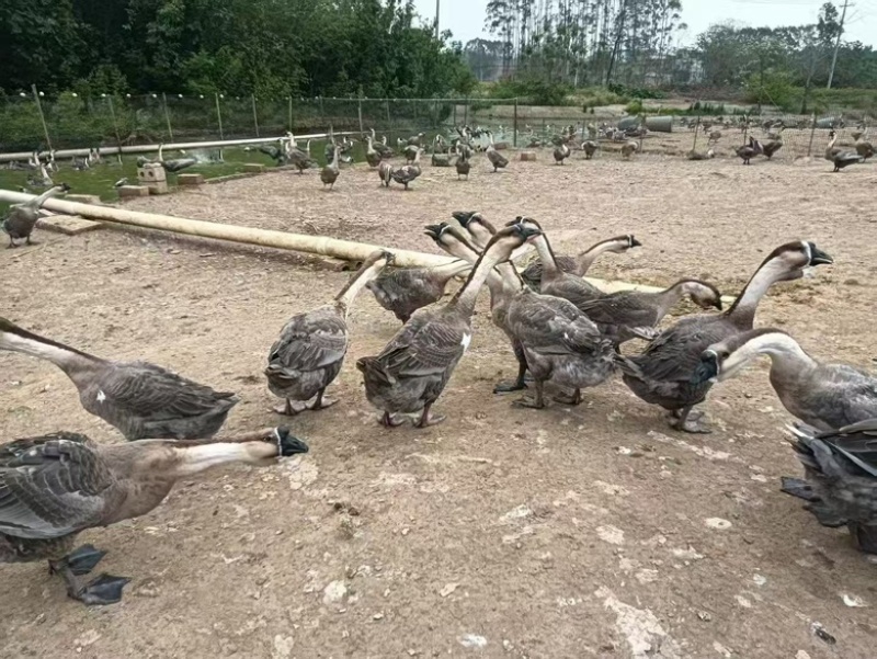 大种狮头鹅活鹅大量供货支持视频看货欢迎老板咨询