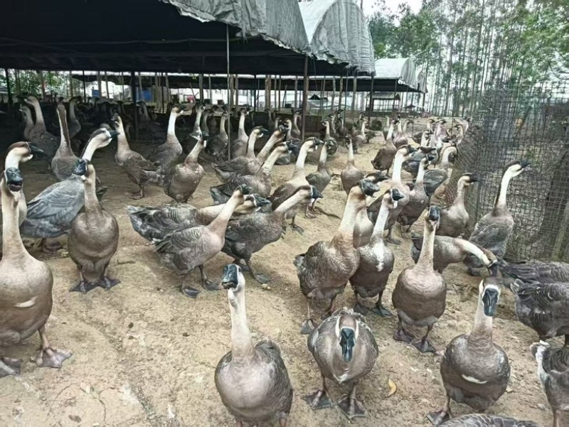 大种狮头鹅活鹅大量供货支持视频看货欢迎老板咨询