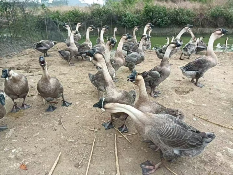 大种狮头鹅活鹅大量供货支持视频看货欢迎老板咨询