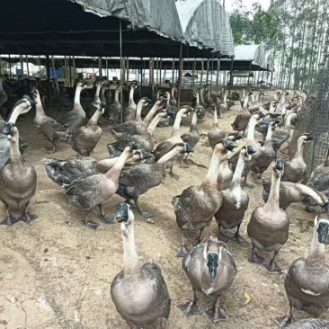 大种狮头鹅活鹅大量供货支持视频看货欢迎老板咨询