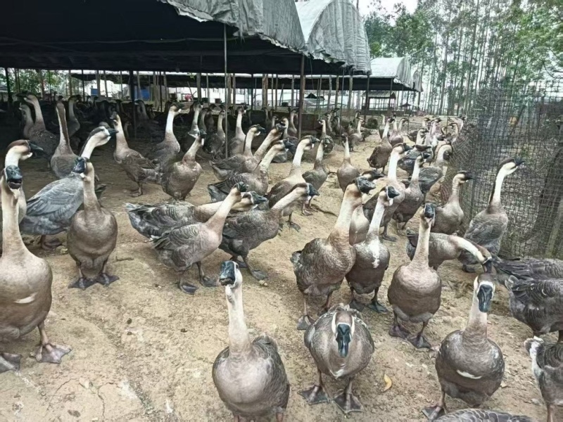 大种狮头鹅活鹅大量供货支持视频看货欢迎老板咨询