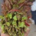 头茬香椿原产地代购