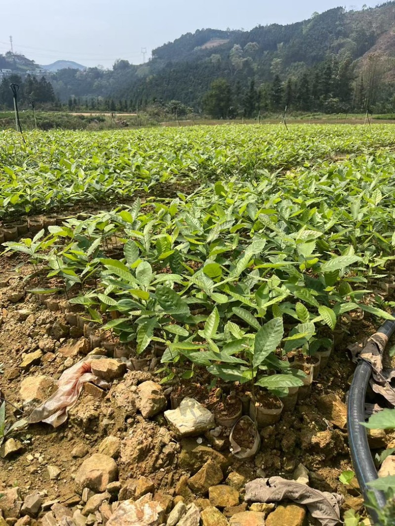 精品红麻栎树大量供应价格美丽常年有货
