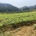 精品红麻栎树大量供应价格美丽常年有货