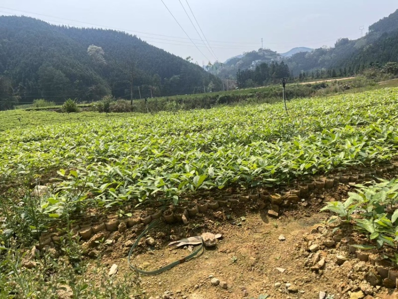 精品红麻栎树大量供应价格美丽常年有货