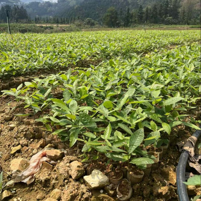 精品红麻栎树大量供应价格美丽常年有货