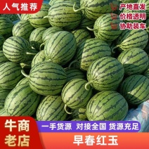 砀山早春红玉大量上市一手货源质量保证对接全国产地直发
