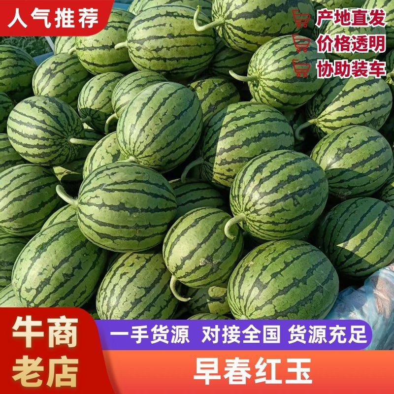 砀山早春红玉大量上市一手货源质量保证对接全国产地直发