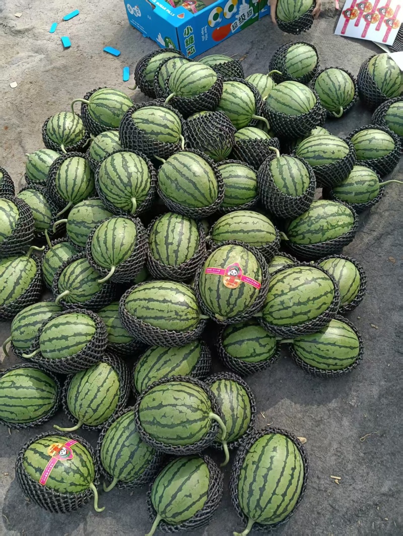 砀山早春红玉大量上市一手货源质量保证对接全国产地直发