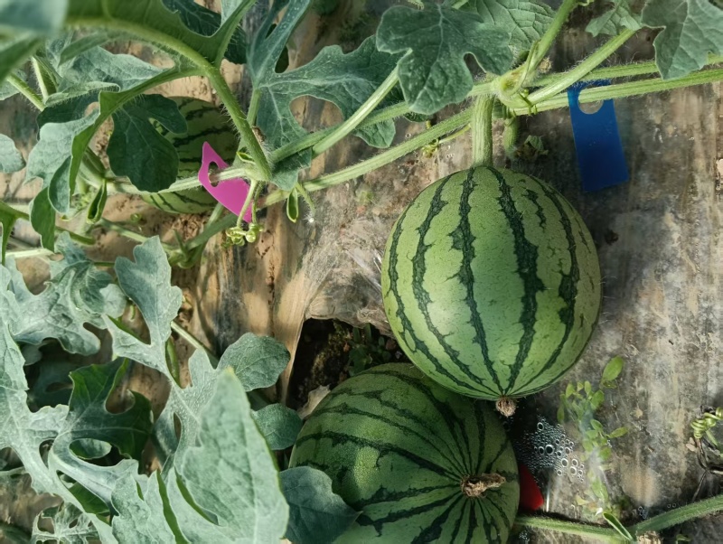 砀山早春红玉大量上市一手货源质量保证对接全国产地直发