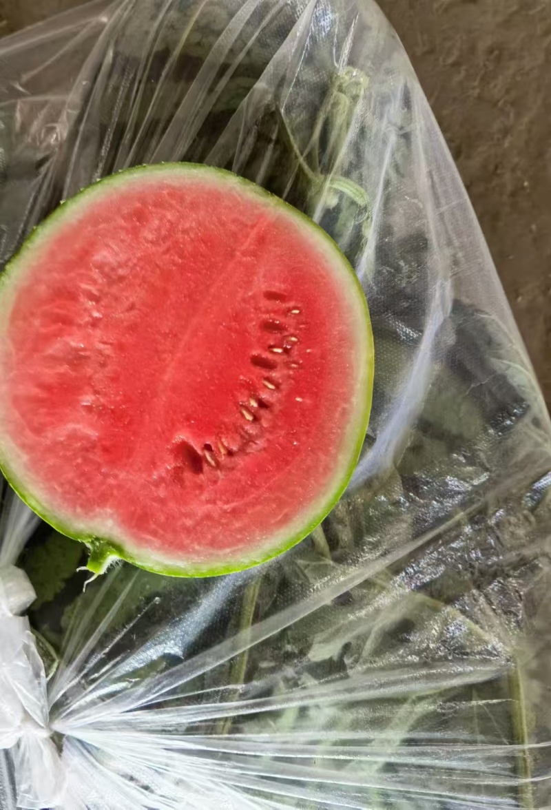 砀山早春红玉大量上市一手货源质量保证对接全国产地直发