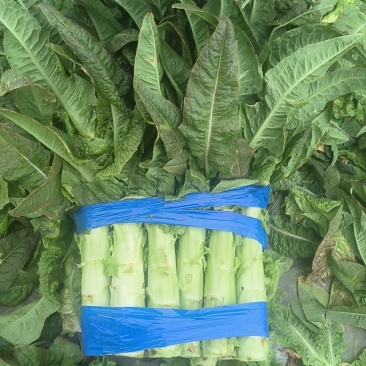 通许莴笋大量上市