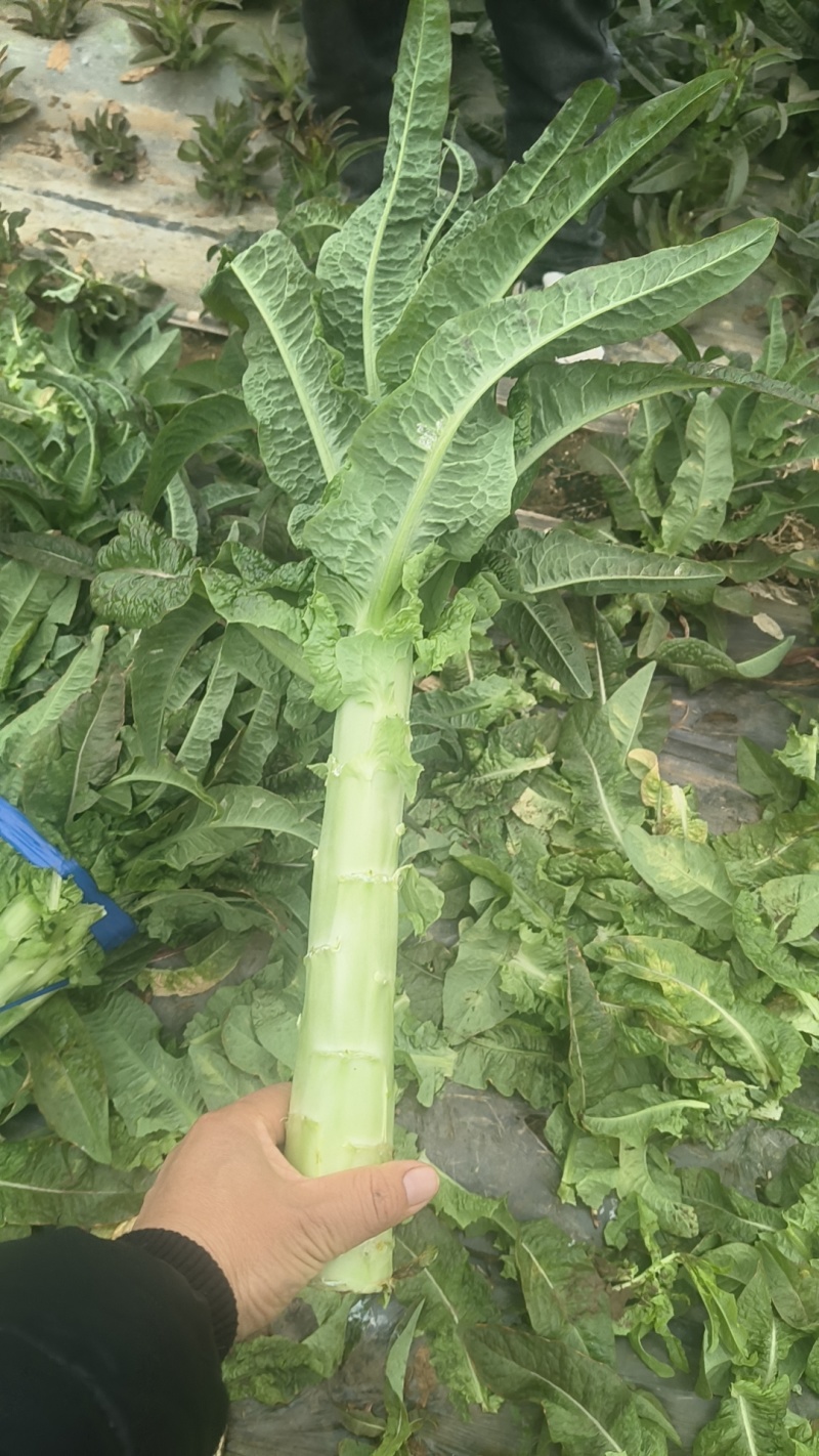 通许莴笋大量上市
