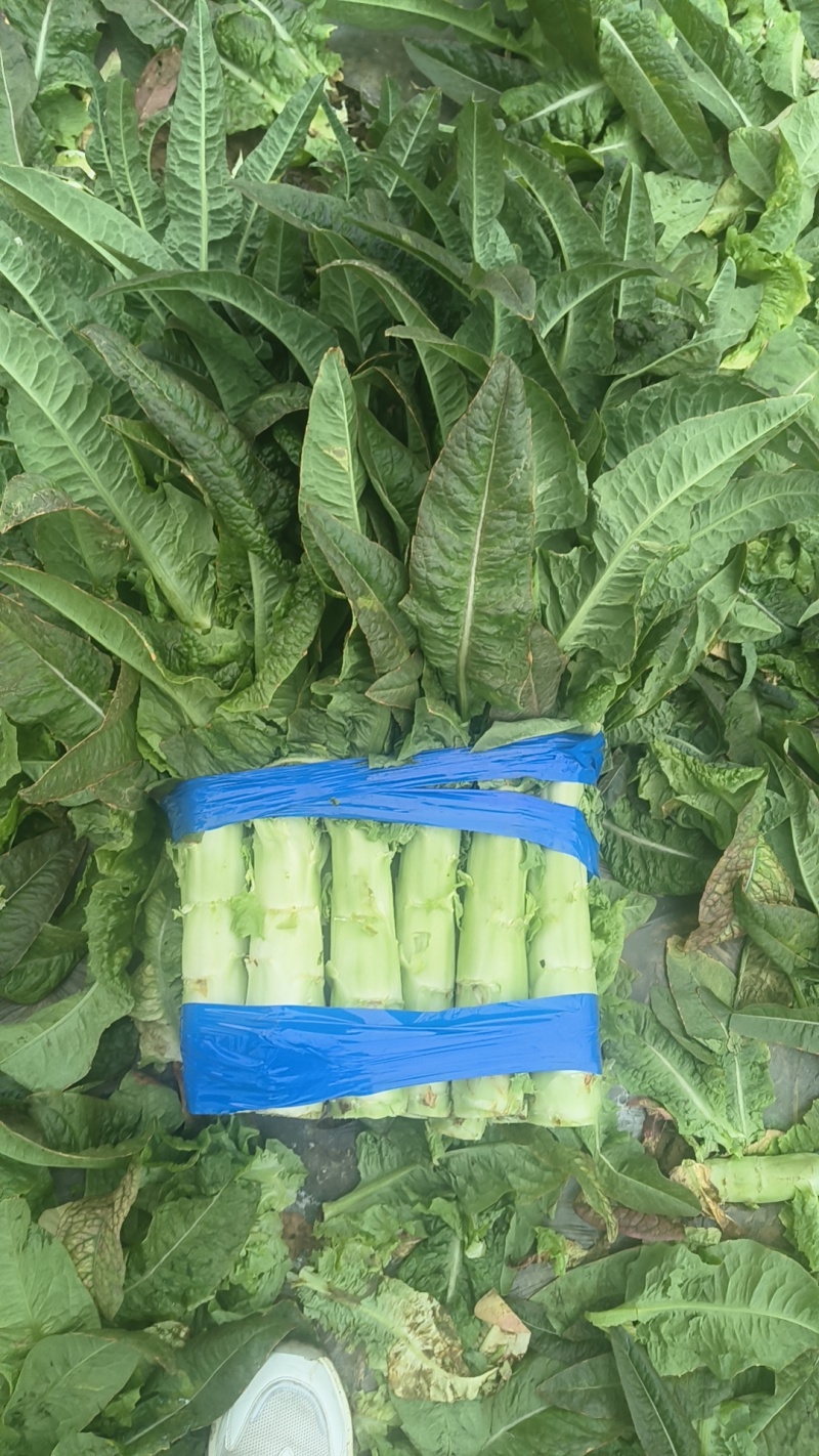 通许莴笋大量上市