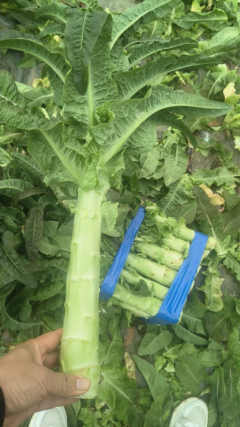 通许莴笋大量上市