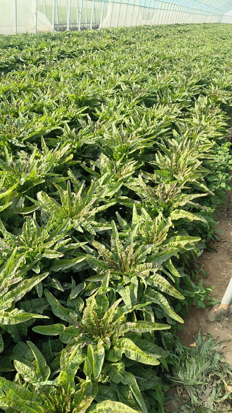 通许莴笋大量上市