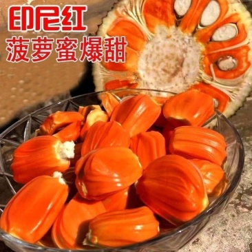 红肉菠萝蜜树苗四季结果马来西亚一号菠萝蜜苗嫁接果树苗盆栽