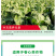 【包心剂】含氨基酸水溶肥料包菜花菜卷心类作物防腐型增