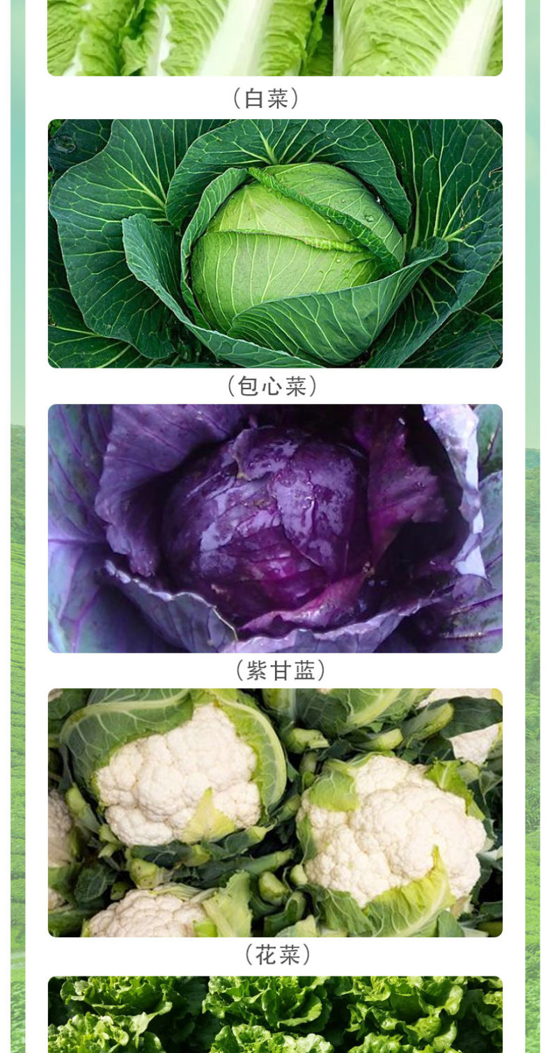 【包心剂】含氨基酸水溶肥料包菜花菜卷心类作物防腐型增