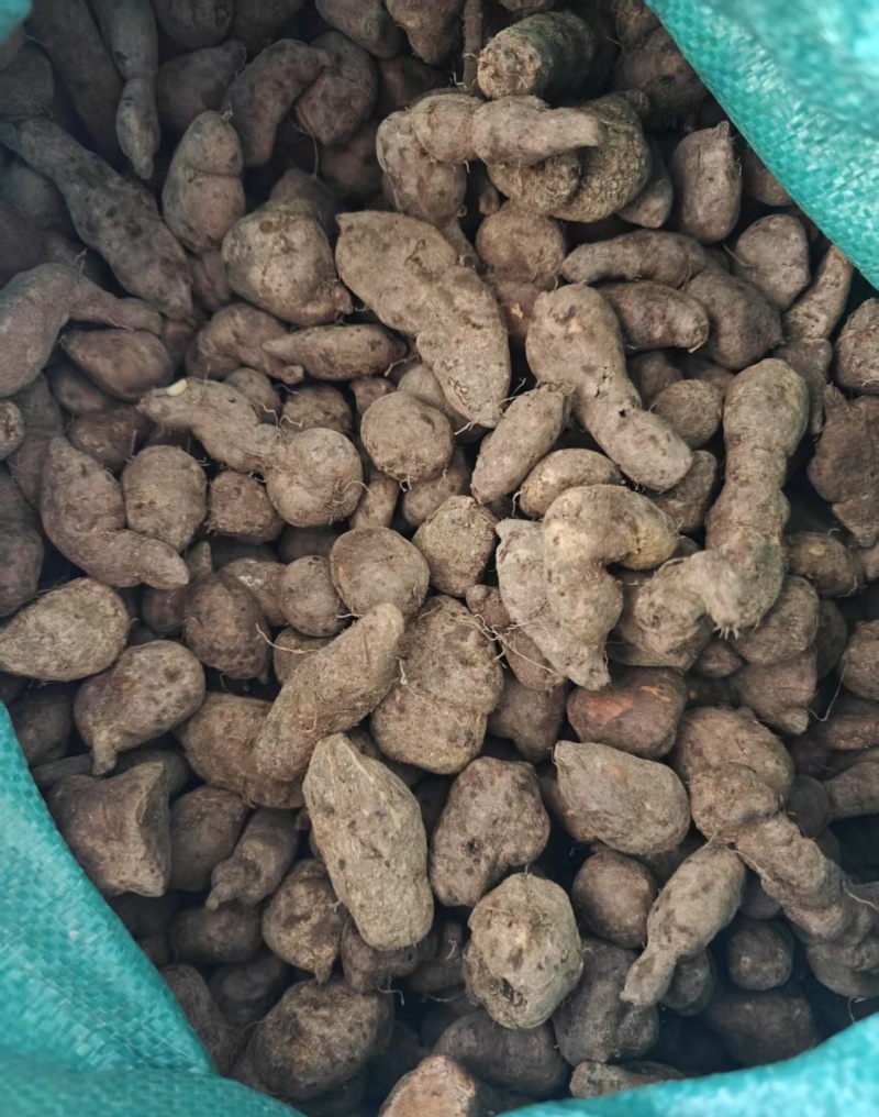 三叶青；一手货源；大量供应；全检合格