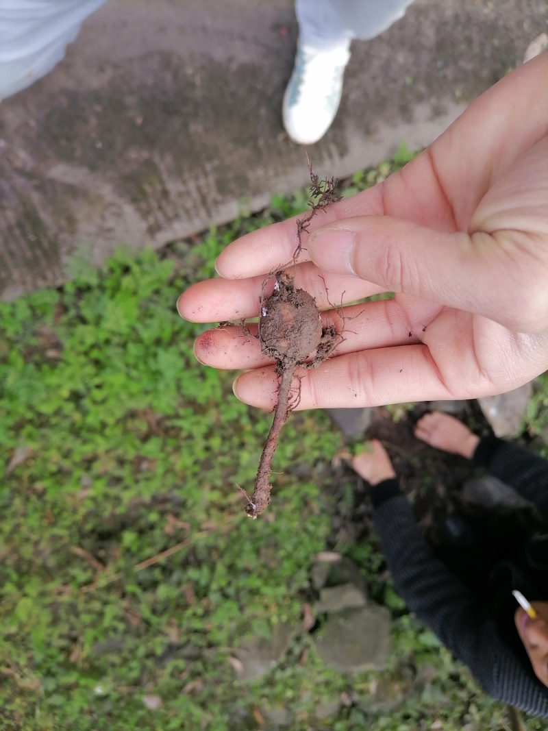 三叶青；一手货源；大量供应；全检合格