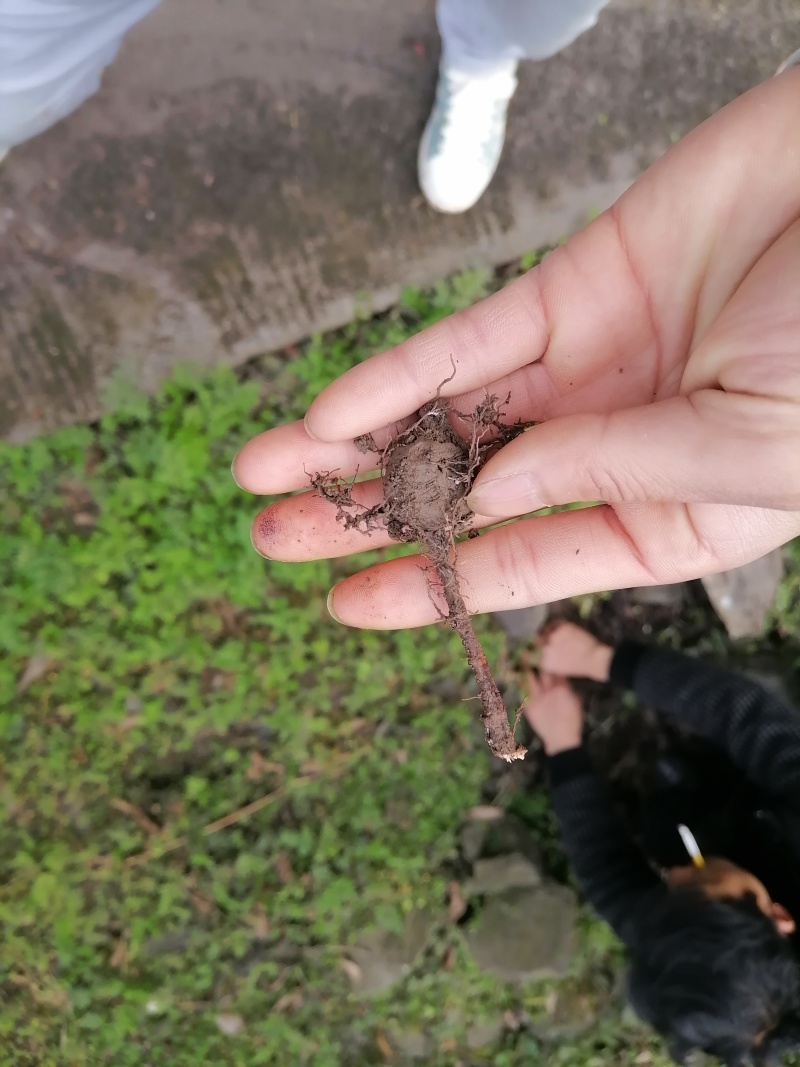 三叶青；一手货源；大量供应；全检合格