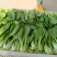 【量大优惠】山东上海青小油菜品质保障对接批发电商
