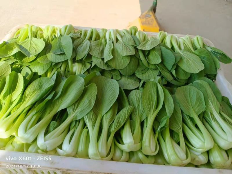 【量大优惠】山东上海青小油菜品质保障对接批发电商