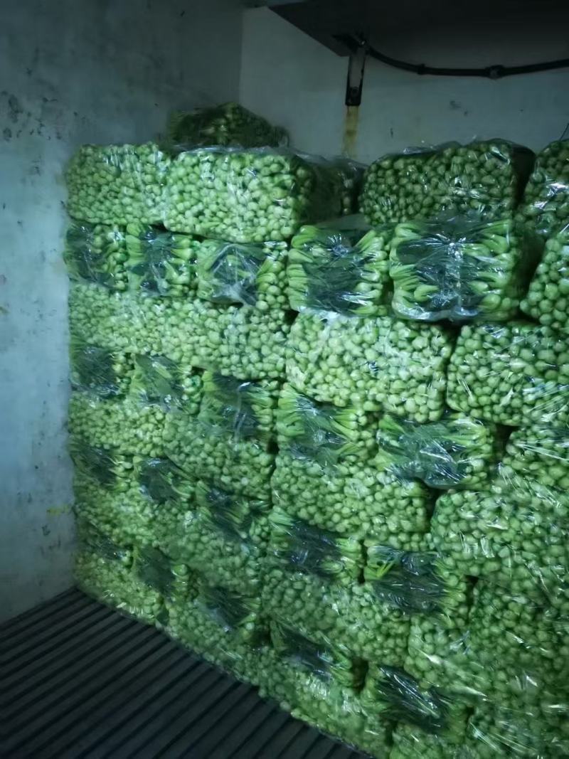 【量大优惠】山东上海青小油菜品质保障对接批发电商